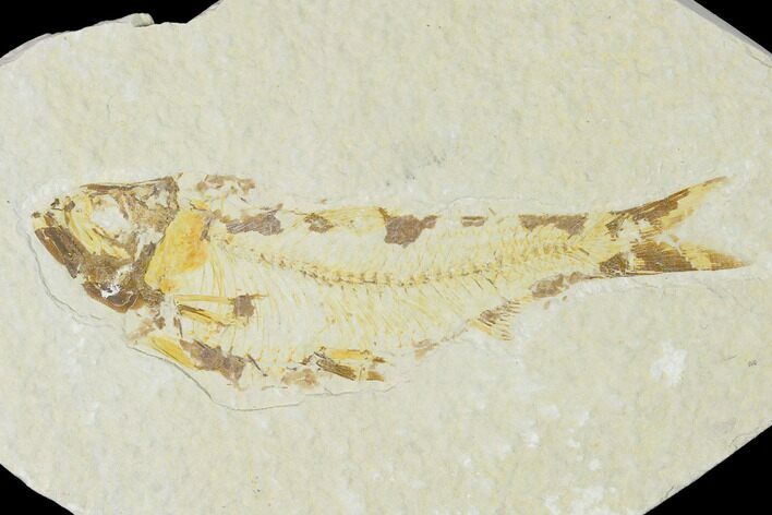 Bargain, Fossil Fish (Knightia) - Wyoming #150409